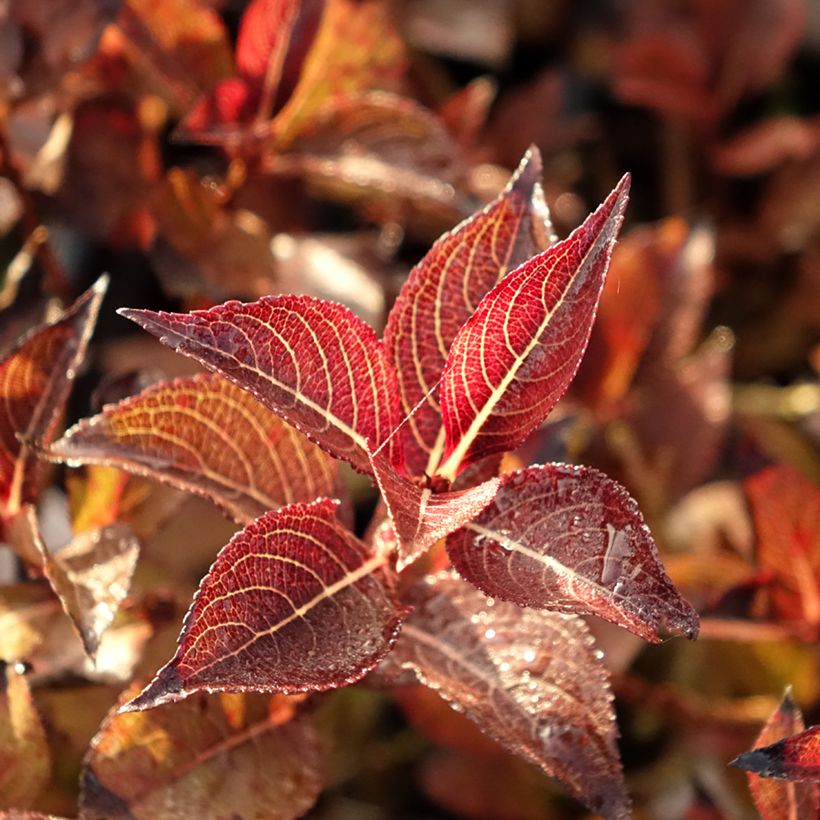 Weigelia florida Foliis Purpureis (Blad)