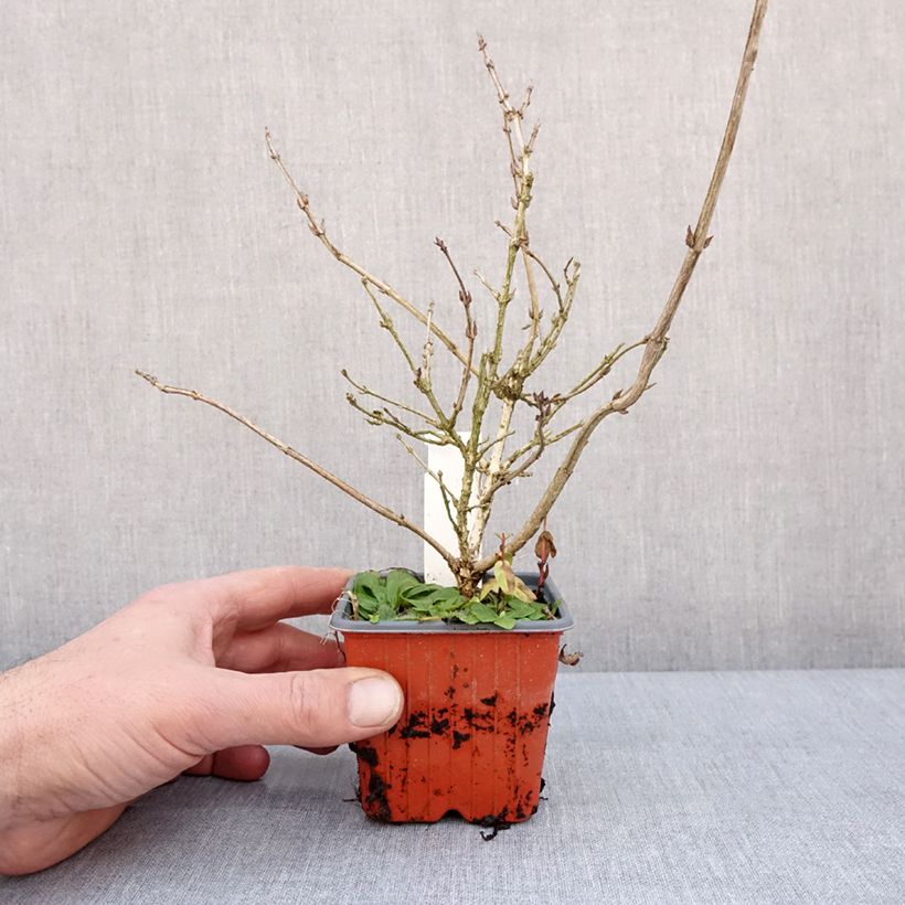 Example of Weigela florida Foliis Purpureis - Weigela florida Purpurea - Weigelia pourpre Kweekpotje van 8/9 cm as you get in hiver