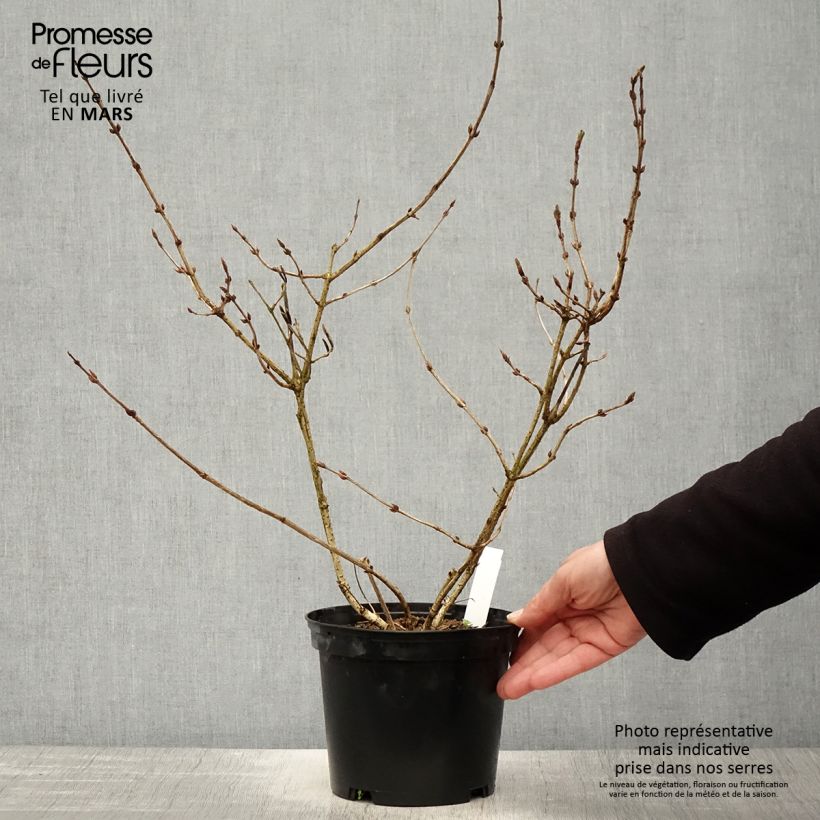 Exemplaar van Weigelia florida Foliis Purpureis Pot van 2 l/3 l zoals geleverd in de lente