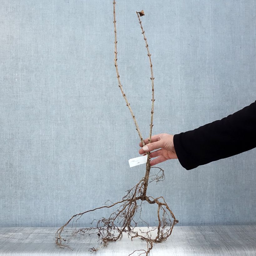 Example of Weigela florida Foliis Purpureis - Weigela florida Purpurea - Weigelia pourpre Naakte wortel as you get in hiver