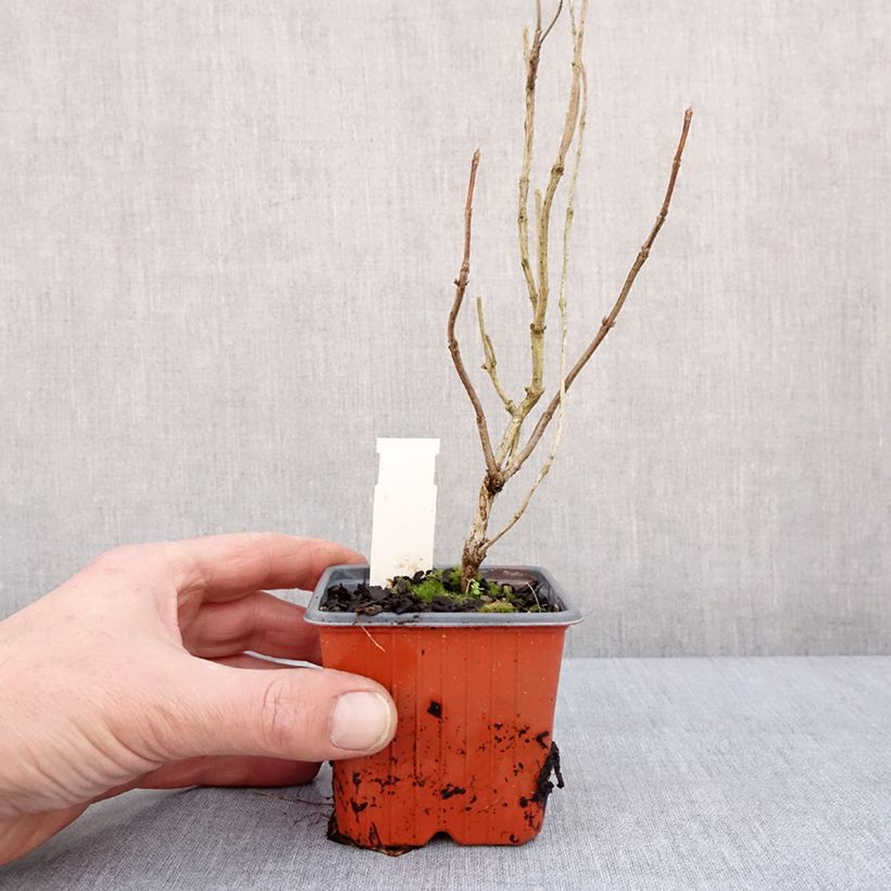 Example of Weigela florida Lime Monster Kweekpotje van 8/9 cm as you get in hiver