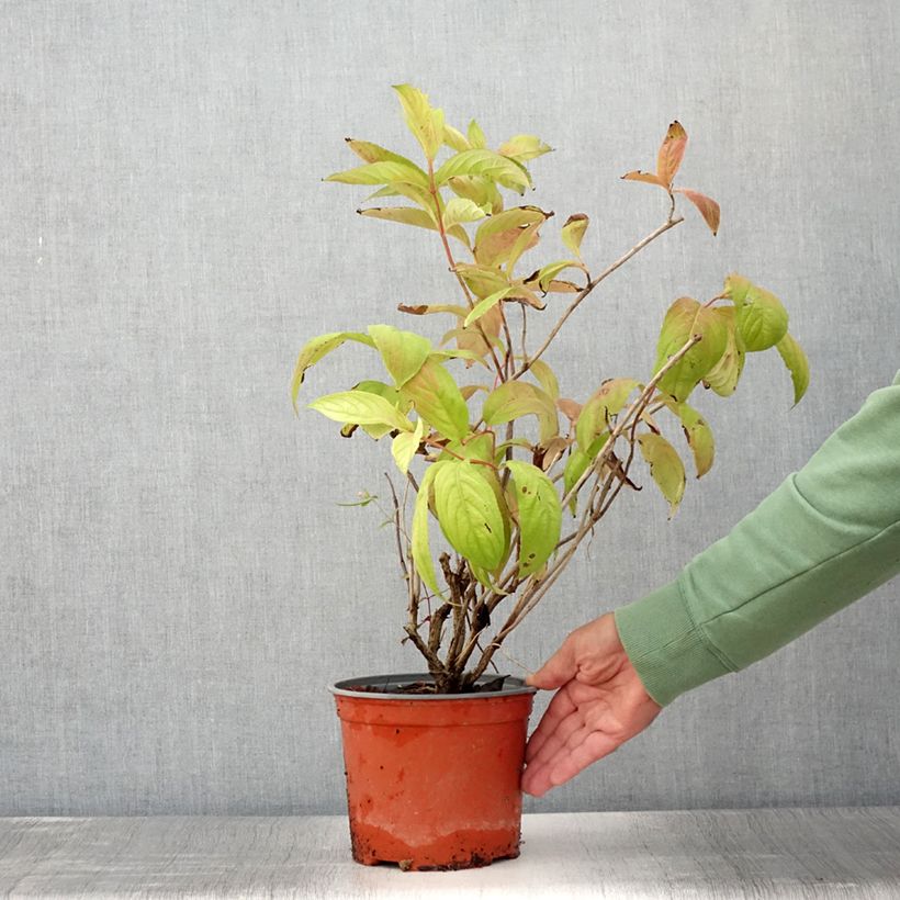 Exemplaar van Weigelia florida Lime Monster Pot van 3 l/4 l zoals geleverd in de zomer