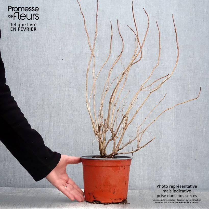 Example of Weigela florida Lime Monster Pot van 3 l/4 l as you get in hiver