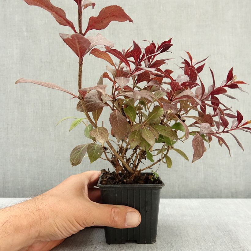 Exemplaar van Weigelia florida Midnight Wine Kweekpotje van 8/9 cm zoals geleverd in de zomer