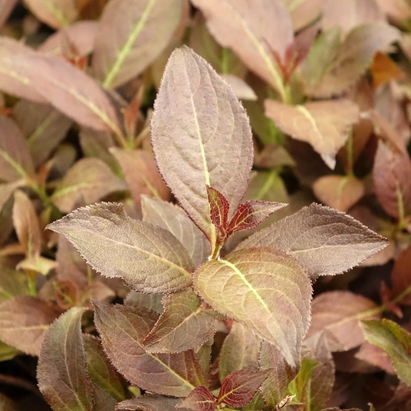 Weigelia florida Midnight Wine (Blad)