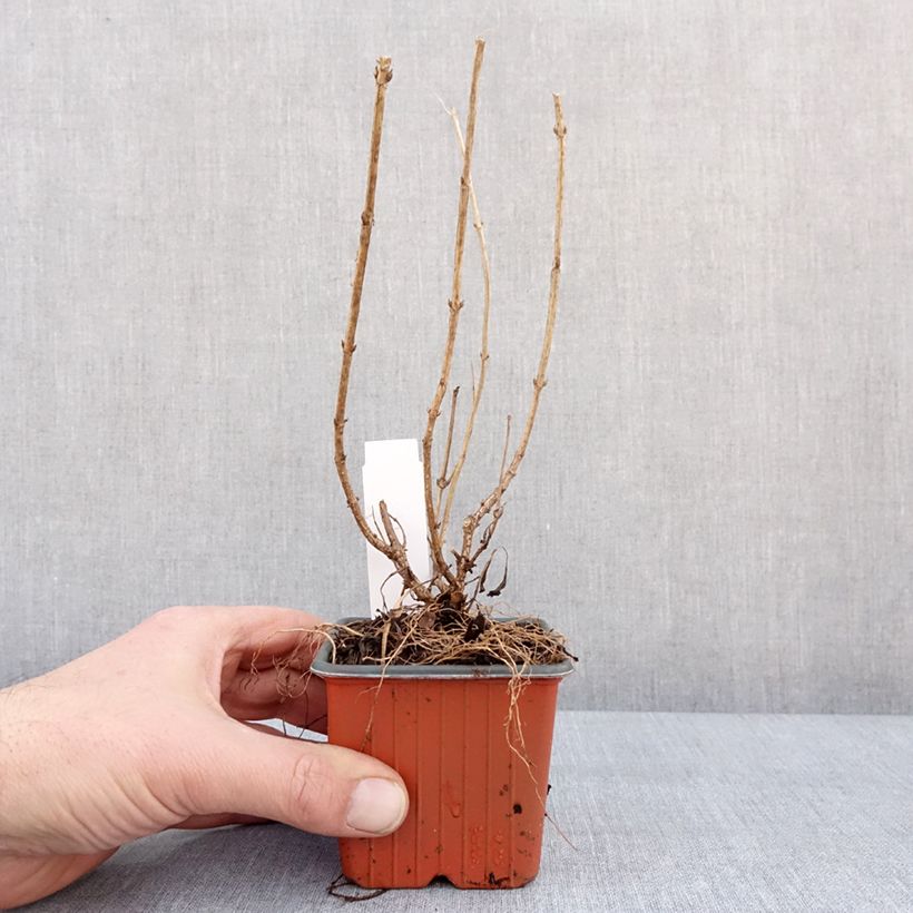 Example of Weigela florida Minor Black Kweekpotje van 8/9 cm as you get in hiver