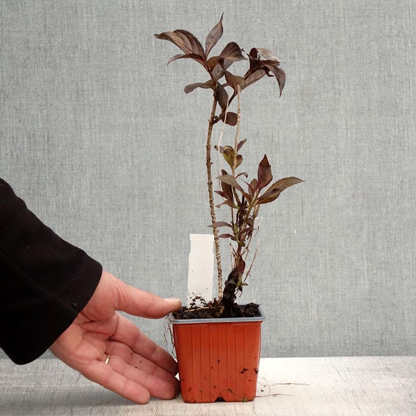 Exemplaar van Weigelia florida Minor Black Kweekpotje van 8/9 cm zoals geleverd in de lente