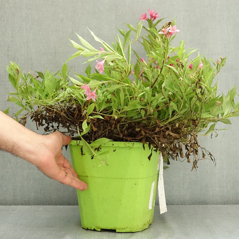 Exemplaar van Weigelia florida Picobella Rosa - Dwergweigelia Pot van 7,5 l/10 l zoals geleverd in de zomer