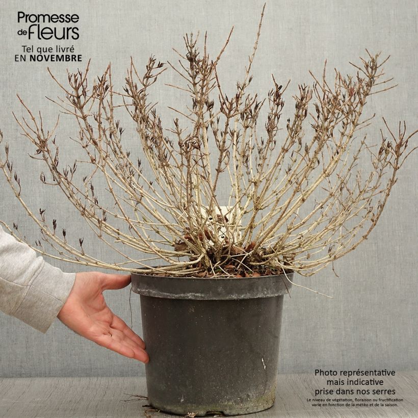 Exemplaar van Weigelia florida Pink Poppet - Chinese weigelia Pot van 7,5 l/10 l zoals geleverd in de herfst
