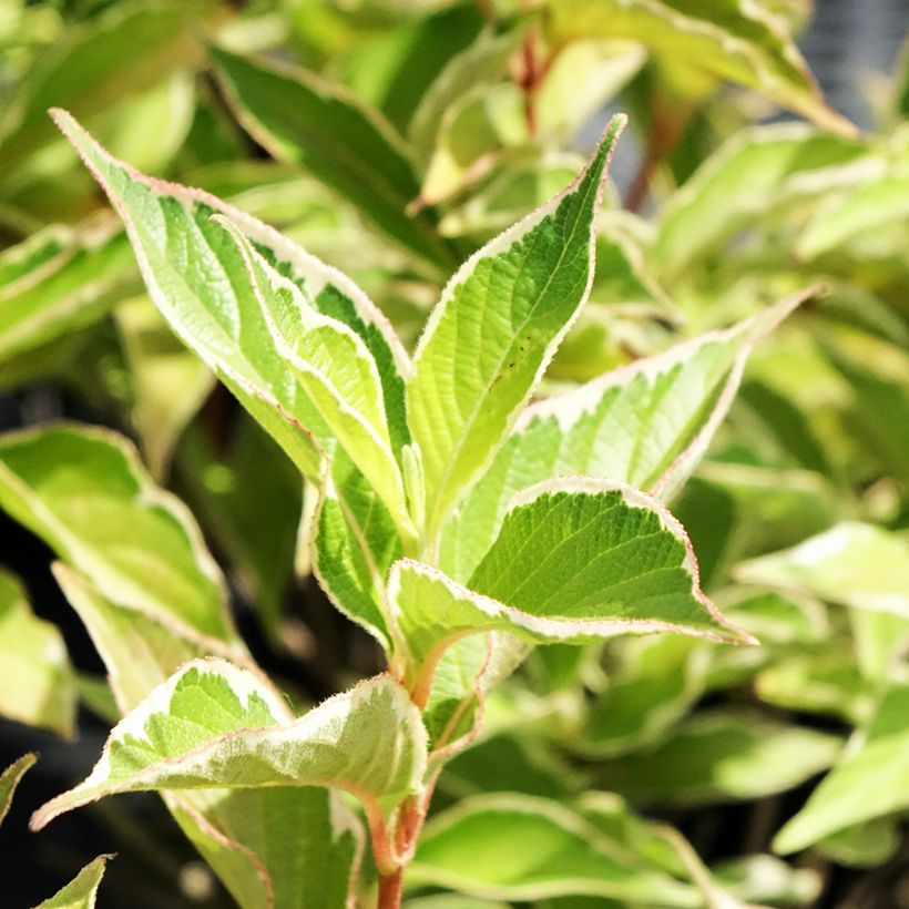 Weigelia florida Suzanne - Chinese weigelia (Blad)