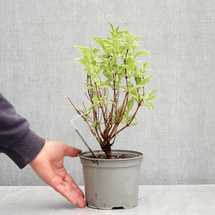 Exemplaar van Weigelia florida Suzanne - Chinese weigelia Pot van 2 l/3 l zoals geleverd in de lente