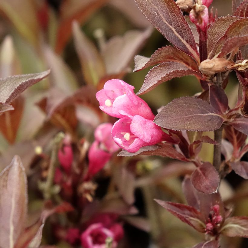 Weigelia florida Victoria - Chinese weigelia (Bloei)