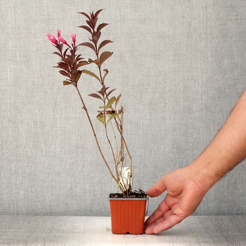 Exemplaar van Weigelia florida Victoria - Chinese weigelia Kweekpotje van 8/9 cm zoals geleverd in de zomer