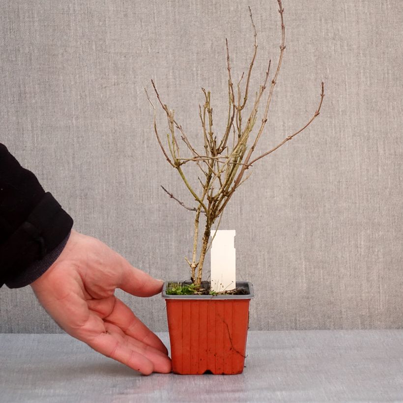 Example of Weigela florida Victoria Kweekpotje van 8/9 cm as you get in hiver