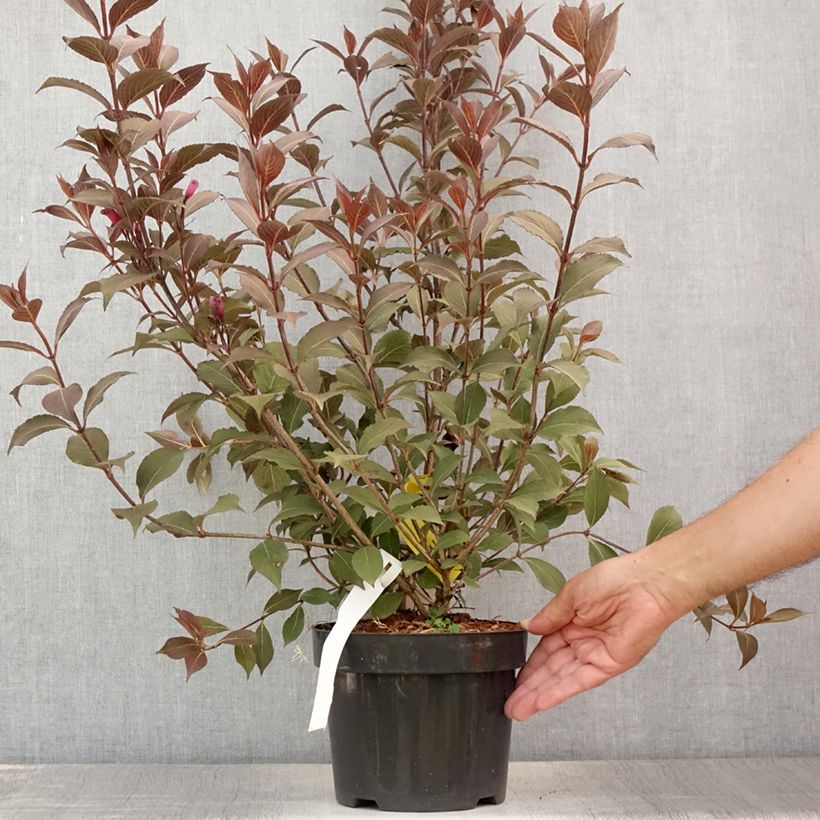 Exemplaar van Weigelia florida Victoria - Chinese weigelia Pot van 2 l/3 l zoals geleverd in de zomer