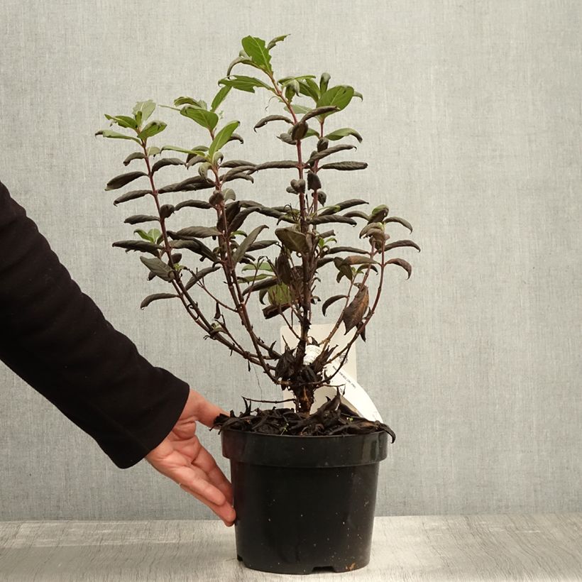 Exemplaar van Weigelia florida Vintage Love Pot van 2 l/3 l zoals geleverd in de herfst