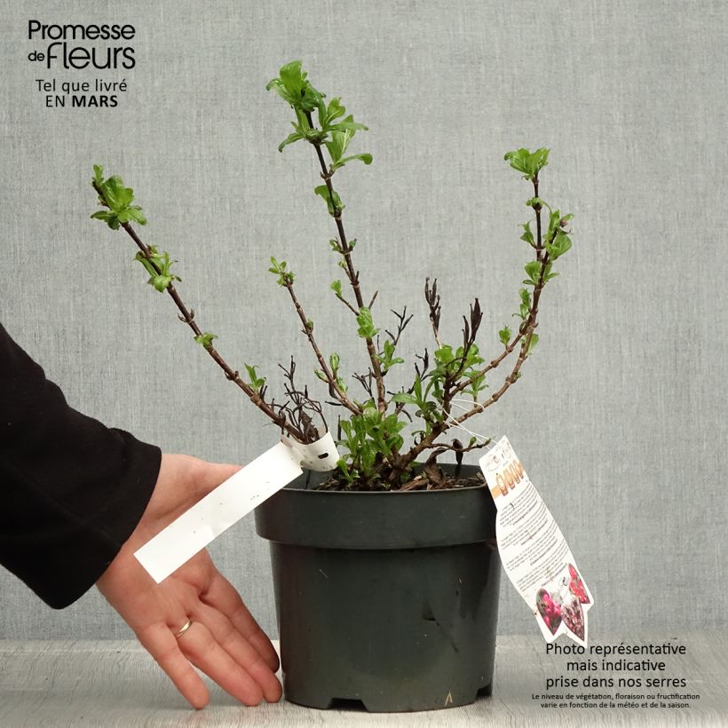 Exemplaar van Weigelia florida Vintage Love Pot van 2 l/3 l zoals geleverd in de lente