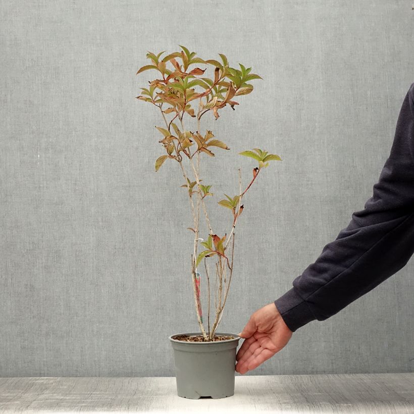 Exemplaar van Weigelia Eva Rathke Pot van 2 l/3 l zoals geleverd in de zomer