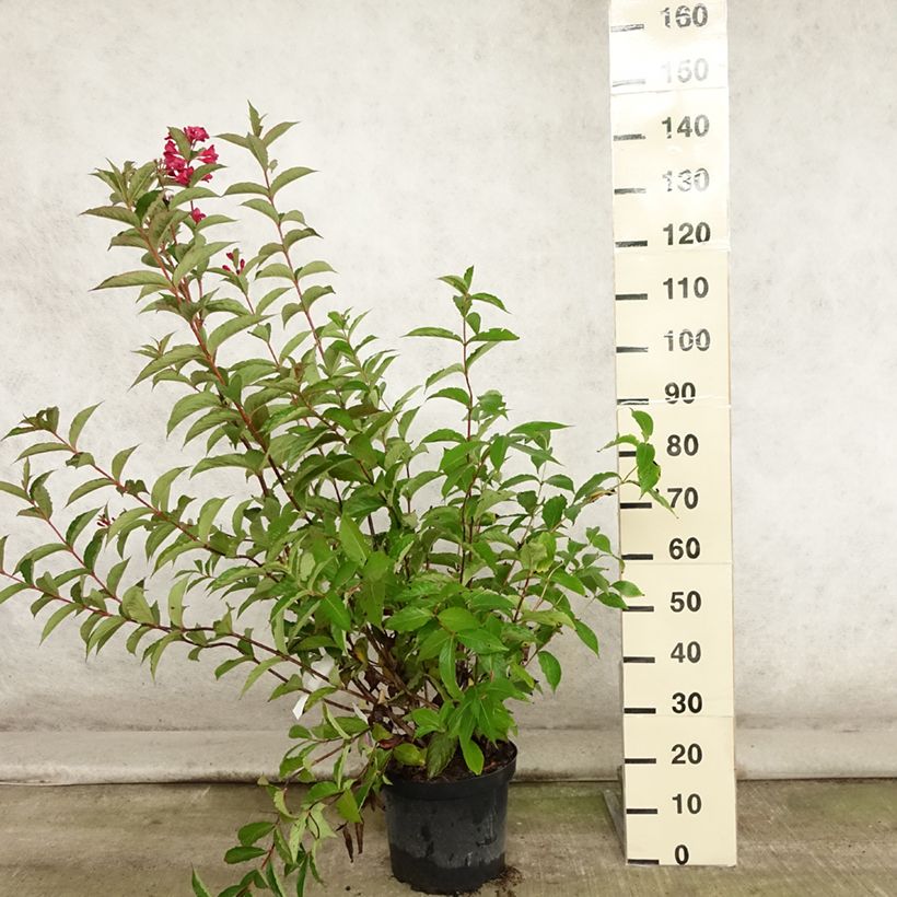 Exemplaar van Weigelia Red Prince Pot van 7,5 l/10 l zoals geleverd in de zomer