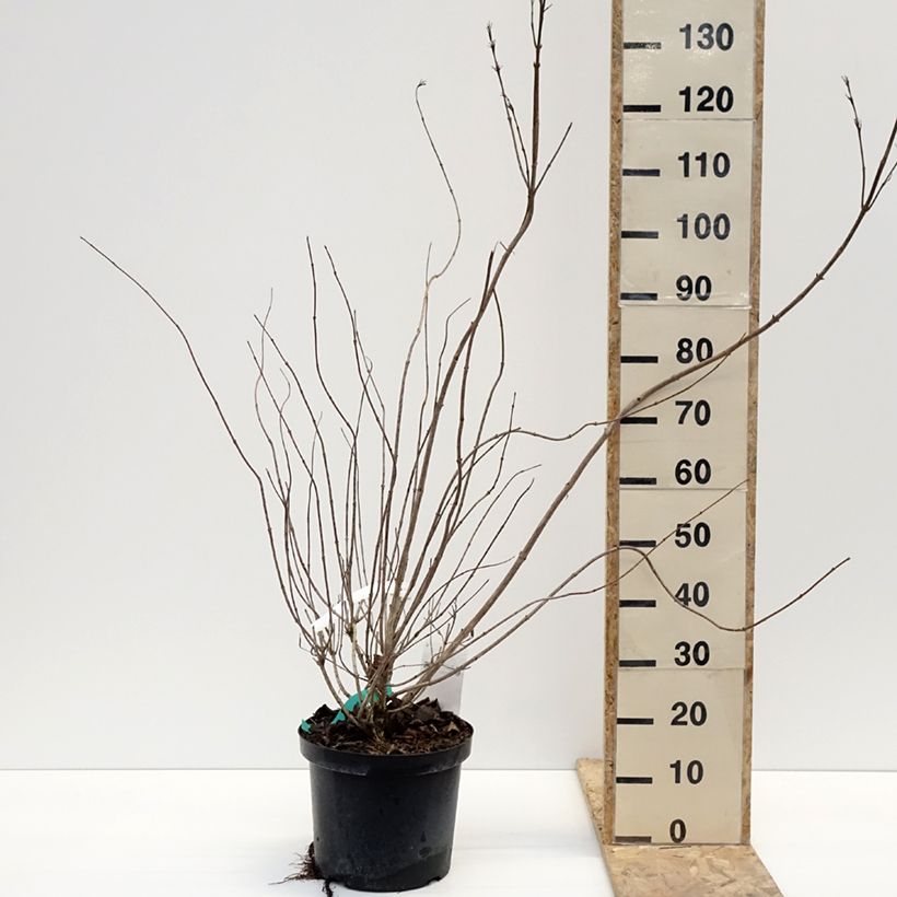 Example of Weigela hybride Red Prince Pot van 7,5 l/10 l as you get in hiver