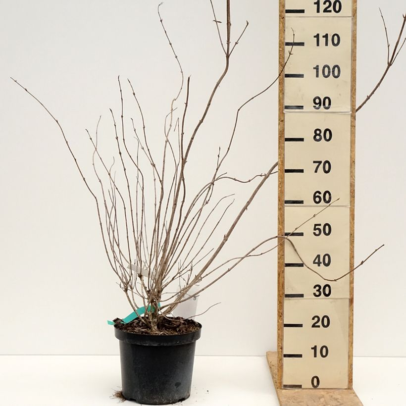 Exemplaar van Weigelia Red Prince Pot van 7,5 l/10 l zoals geleverd in de lente