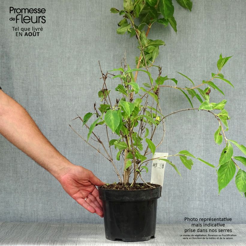 Exemplaar van Weigelia Milk and Honey Pot van 2 l/3 l zoals geleverd in de zomer