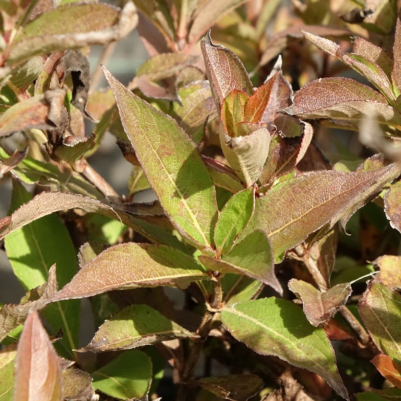 Weigelia Minuet - Chinese weigelia (Blad)