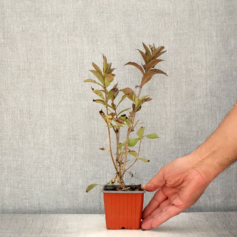 Exemplaar van Weigelia Minuet - Chinese weigelia Kweekpotje van 8/9 cm zoals geleverd in de zomer