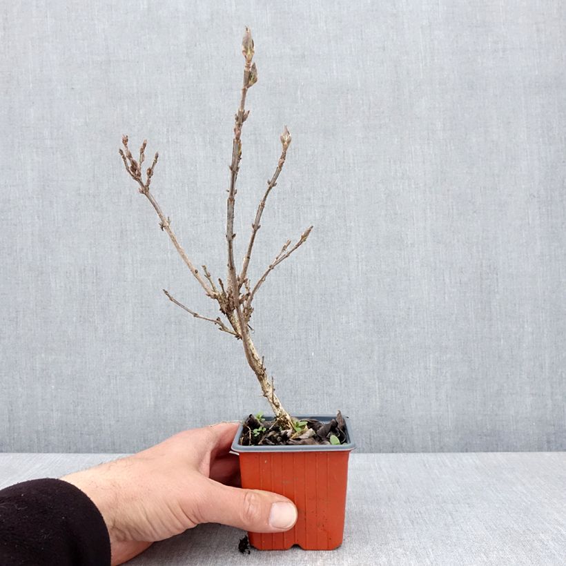 Exemplaar van Weigelia Minuet - Chinese weigelia Kweekpotje van 8/9 cm zoals geleverd in de lente