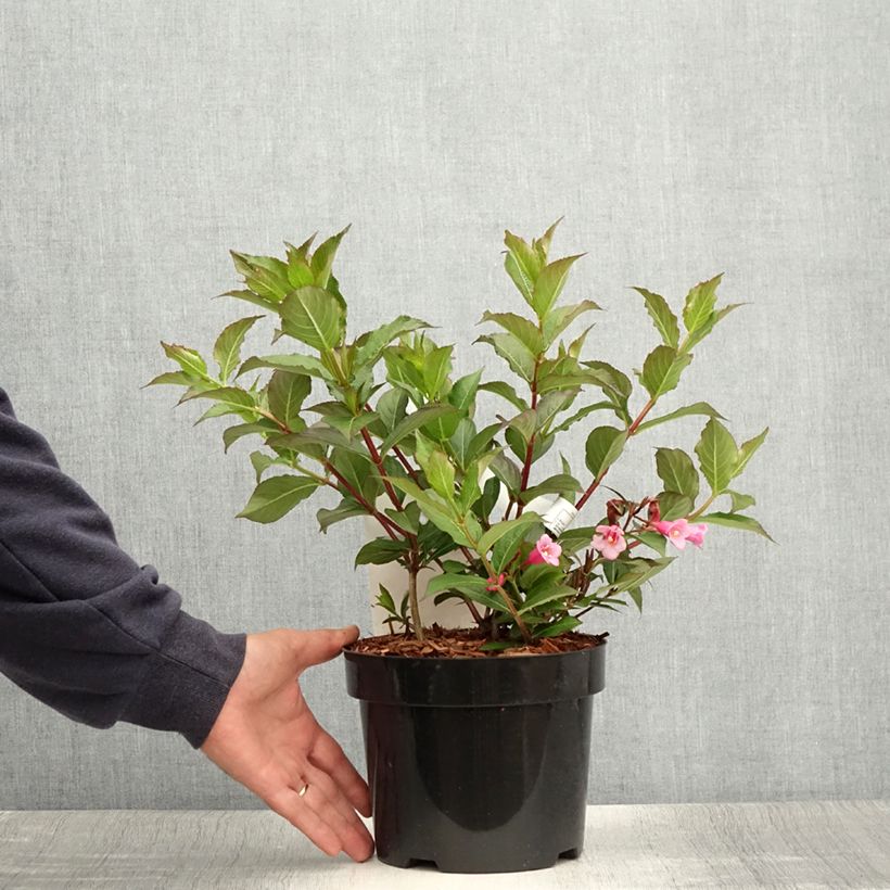 Exemplaar van Weigelia Minuet - Chinese weigelia Pot van 2 l/3 l zoals geleverd in de zomer