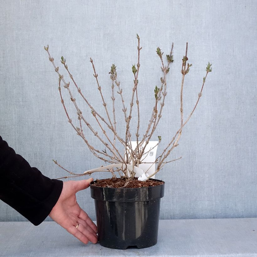 Exemplaar van Weigelia Minuet - Chinese weigelia Pot van 2 l/3 l zoals geleverd in de lente