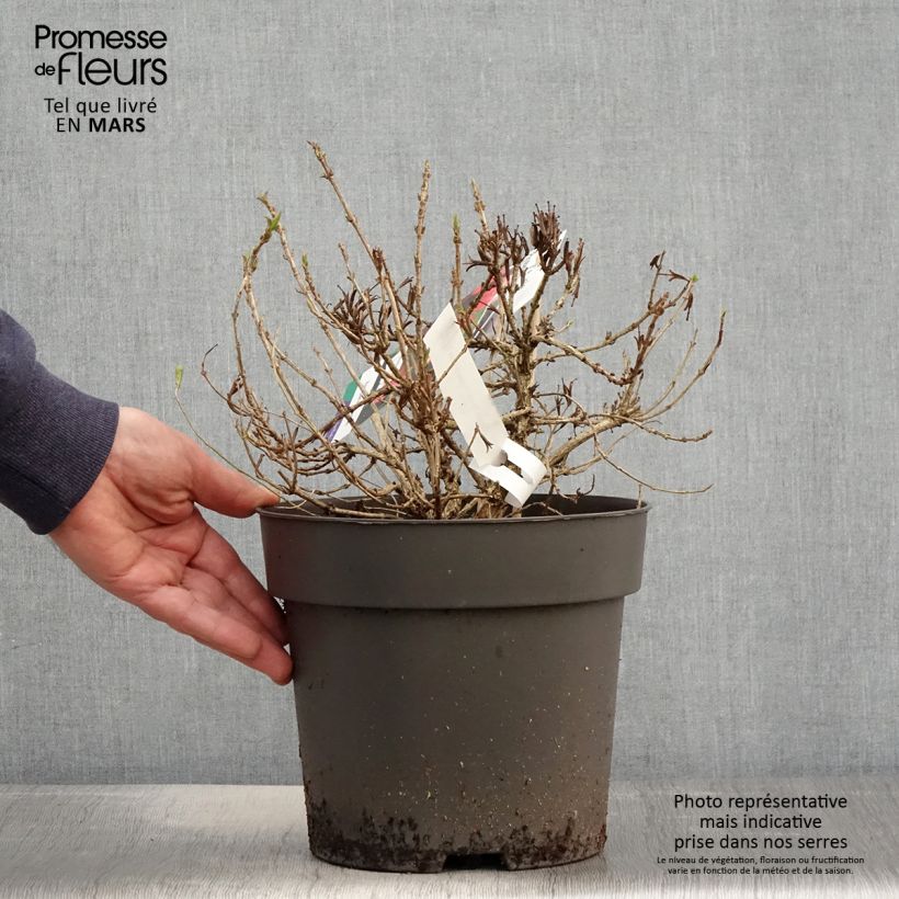 Exemplaar van Weigelia Picobella Rosso Pot van 2 l/3 l zoals geleverd in de lente