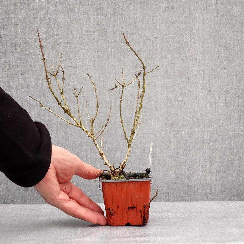 Example of Weigela Rumba Kweekpotje van 8/9 cm as you get in hiver