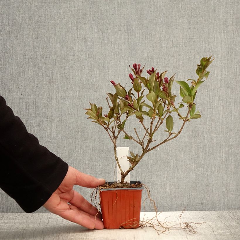 Exemplaar van Weigelia Rumba - Chinese weigelia Kweekpotje van 8/9 cm zoals geleverd in de lente