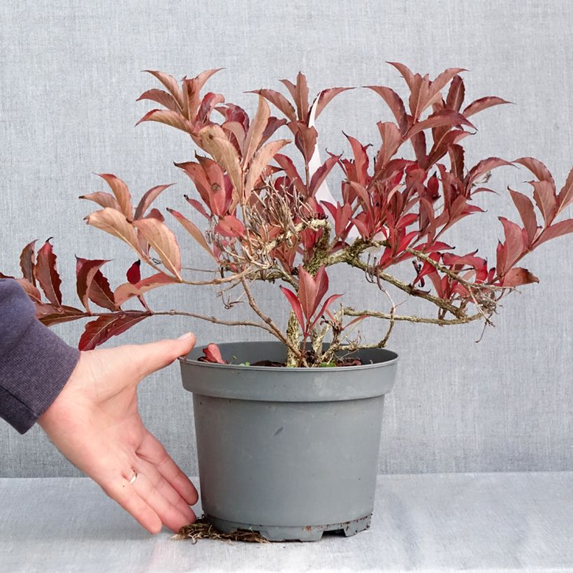 Exemplaar van Weigelia Rumba - Chinese weigelia Pot van 3 l/4 l zoals geleverd in de herfst