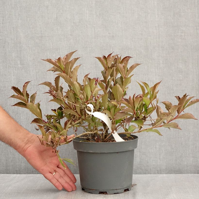 Exemplaar van Weigelia Rumba - Chinese weigelia Pot van 3 l/4 l zoals geleverd in de zomer