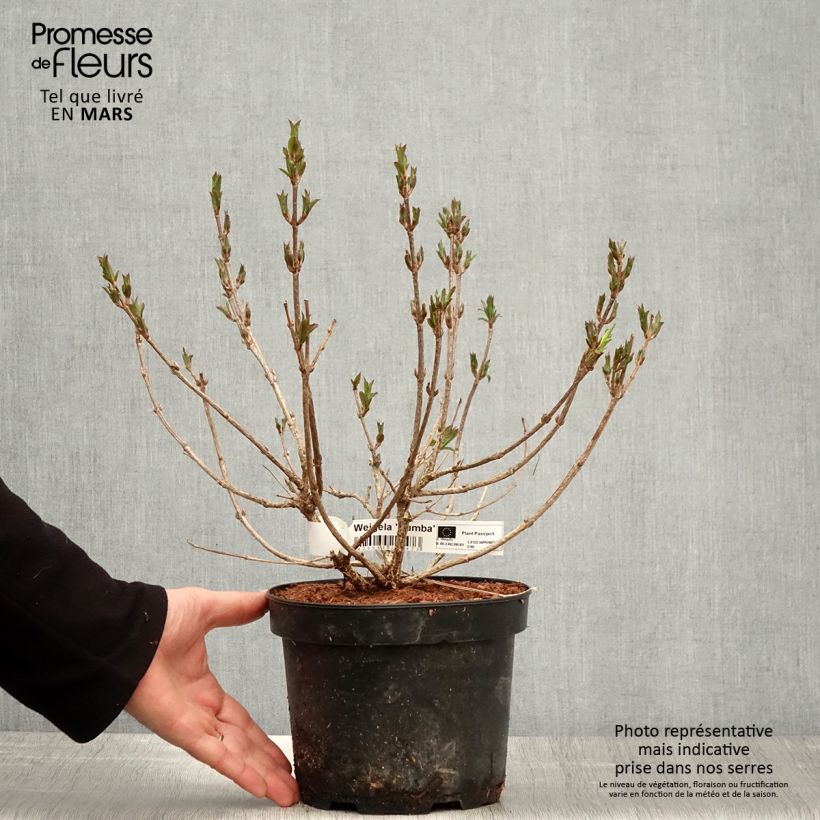 Exemplaar van Weigelia Rumba - Chinese weigelia Pot van 3 l/4 l zoals geleverd in de lente