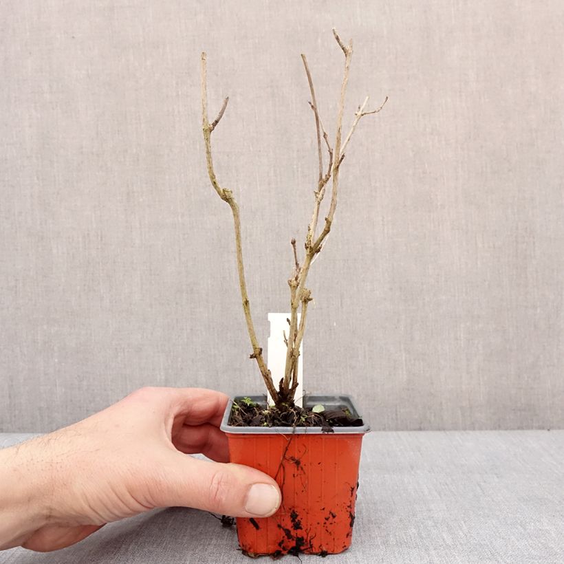 Example of Weigela Snowflake Kweekpotje van 8/9 cm as you get in hiver