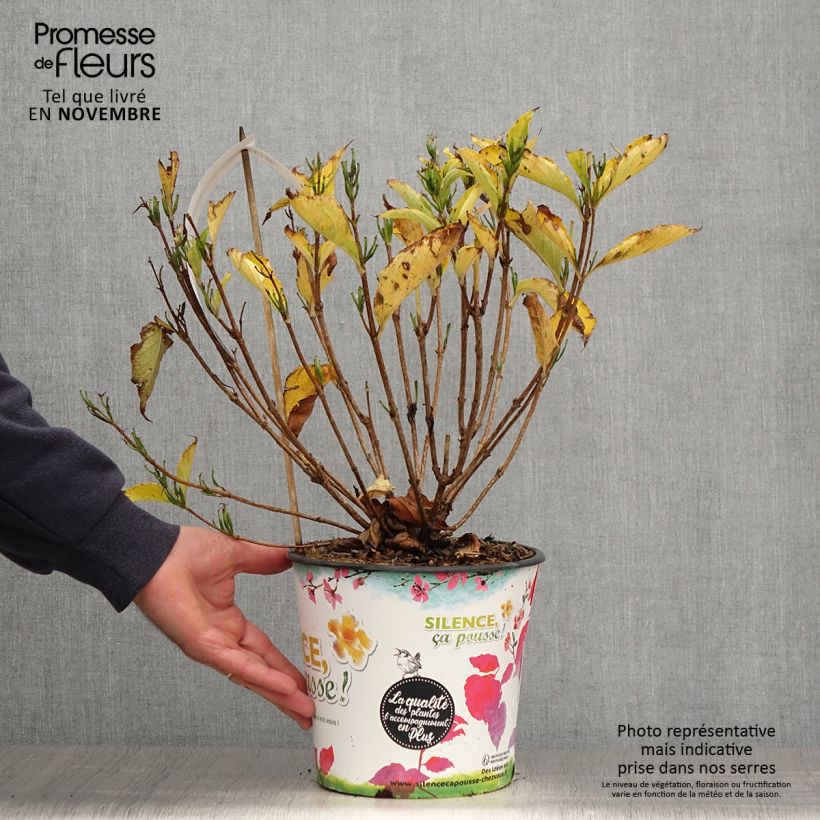 Exemplaar van Weigelia Snowflake Pot van 3 l/4 l zoals geleverd in de herfst