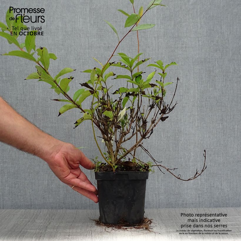 Exemplaar van Weigelia Stelzneri Pot van 2 l/3 l zoals geleverd in de herfst