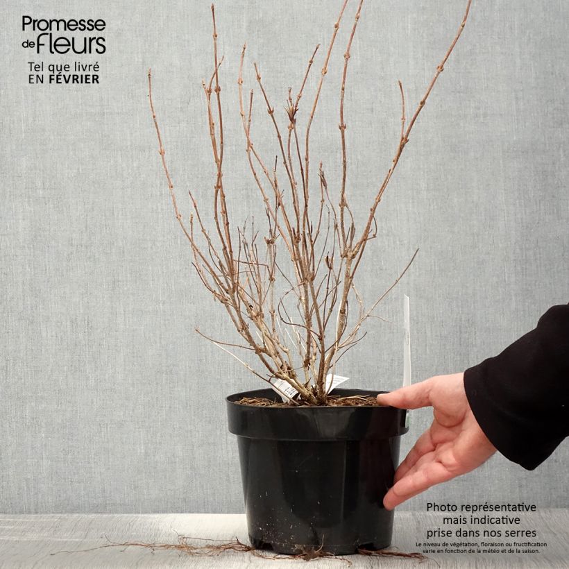 Example of Weigela White Lightning Pot van 2 l/3 l as you get in hiver