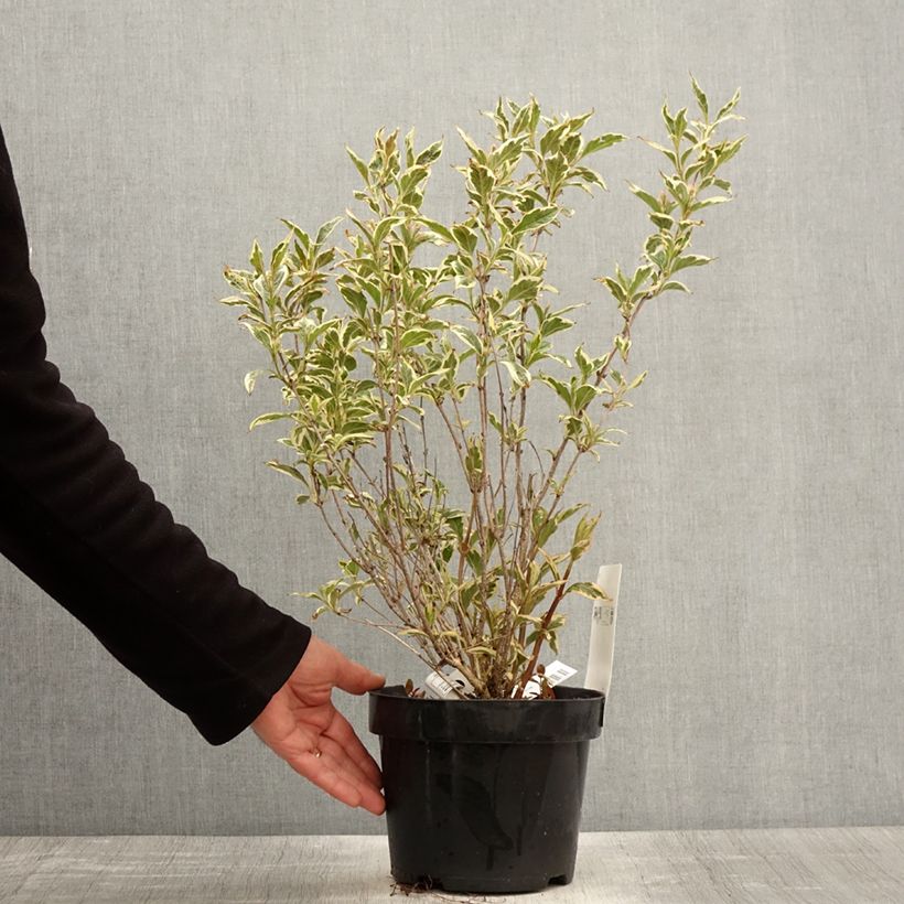 Exemplaar van Weigelia White Lightning Pot van 2 l/3 l zoals geleverd in de lente