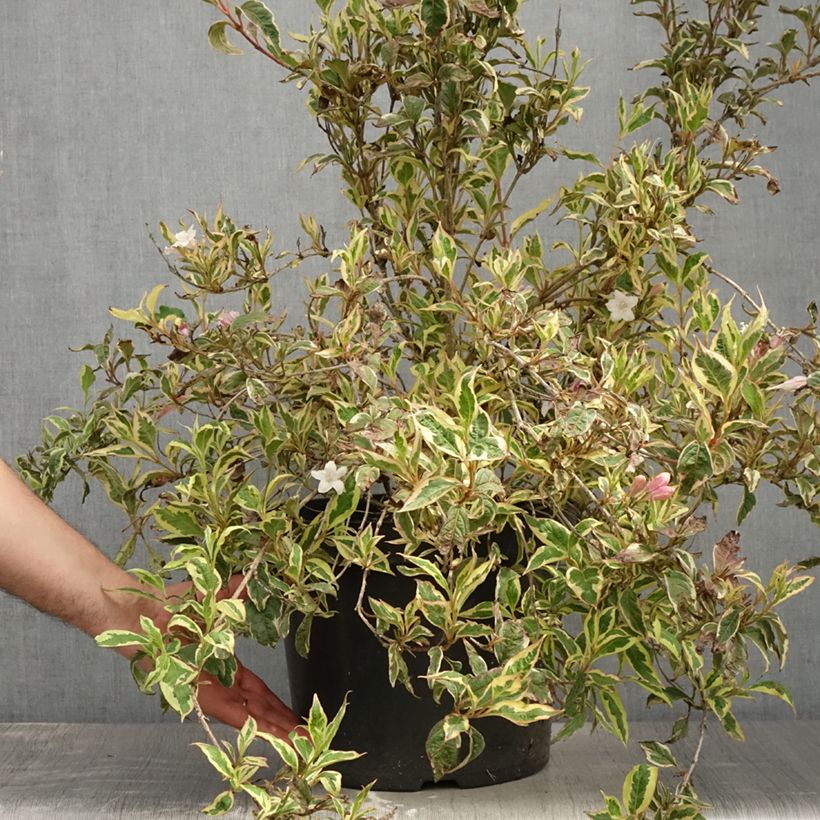 Exemplaar van Weigelia White Lightning Pot van 7,5 l/10 l zoals geleverd in de zomer