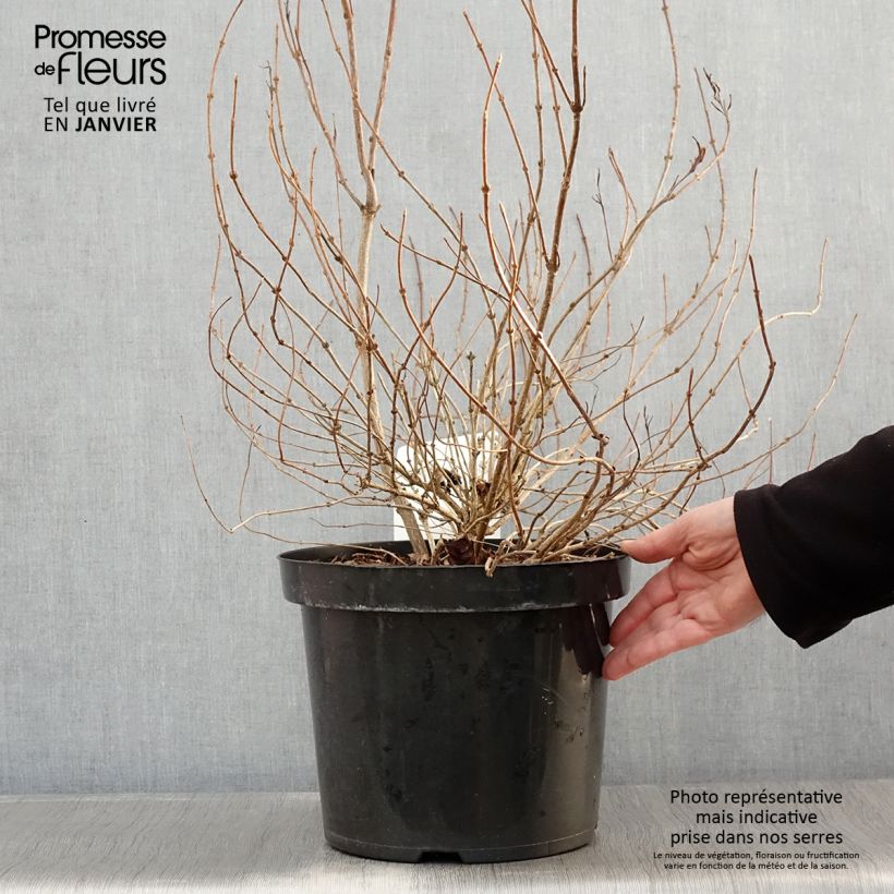 Example of Weigela White Lightning Pot van 7,5 l/10 l as you get in hiver