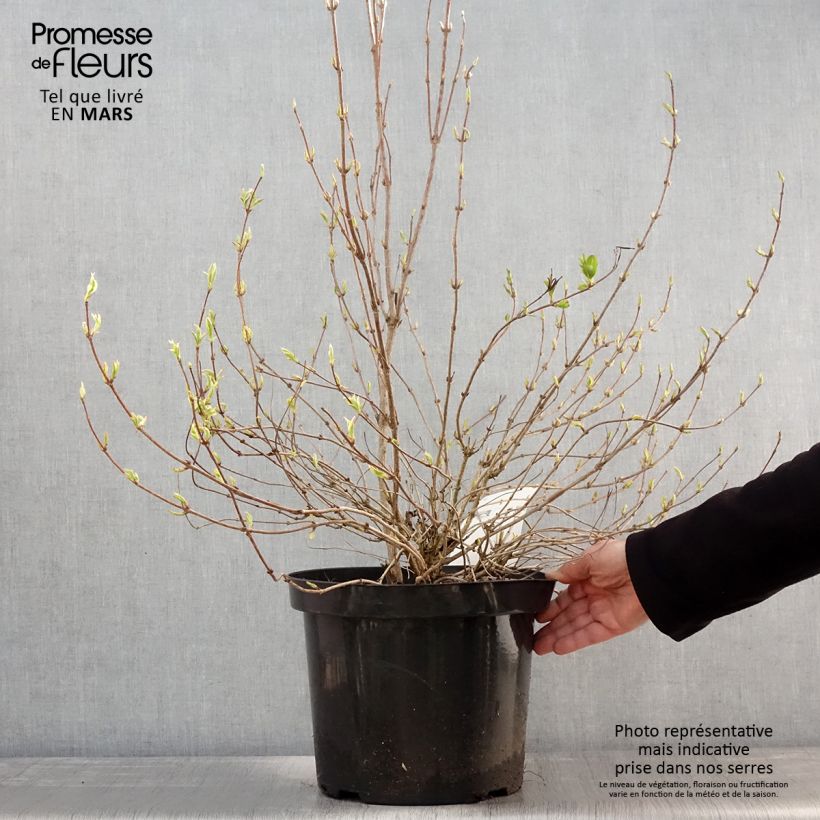 Exemplaar van Weigelia White Lightning Pot van 7,5 l/10 l zoals geleverd in de lente