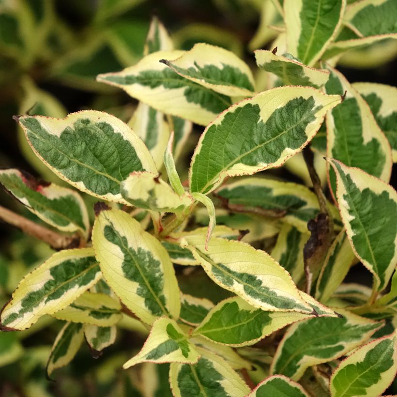 Weigelia White Lightning (Blad)