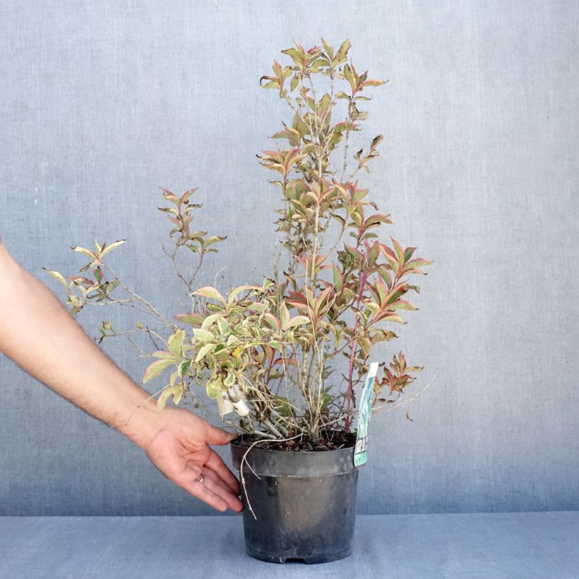 Exemplaar van Weigelia White Lightning Pot van 2 l/3 l zoals geleverd in de zomer