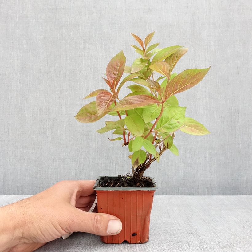 Example of Weigelia Wings of Fire Kweekpotje van 8/9 cm as you get in printemps