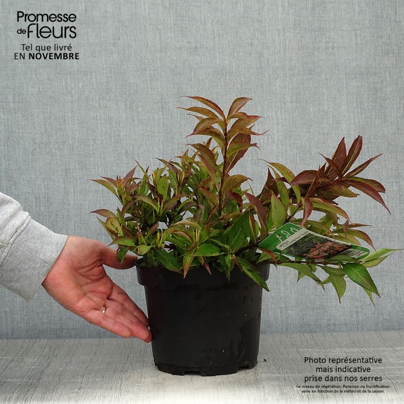 Exemplaar van Weigelia All Summer Peach Pot van 3 l/4 l zoals geleverd in de herfst