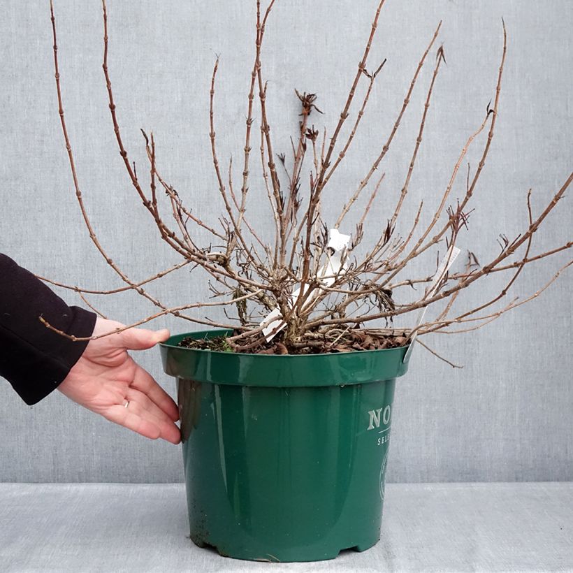 Exemplaar van Weigelia All Summer Peach Pot van 7,5 l/10 l zoals geleverd in de winter